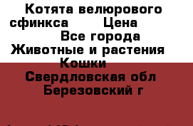 Котята велюрового сфинкса. .. › Цена ­ 15 000 - Все города Животные и растения » Кошки   . Свердловская обл.,Березовский г.